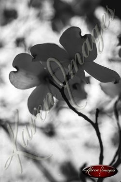 Black and white botanical image of Dogwoods