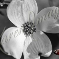 Dogwoods and Dandelions