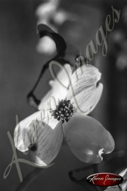 Black and white botanical image of Dogwoods