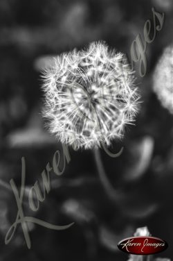 Black and white botanical image of Dandelions
