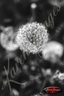 09_dandelion_flower_fine_art_photograph