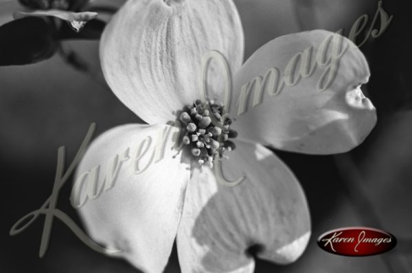 Black and White Botanical Images Dogwoods and Dndelions