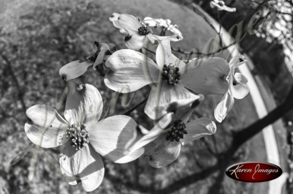 Black and white botanical image of Dogwoods