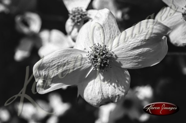 Black and white botanical image of Dogwoods