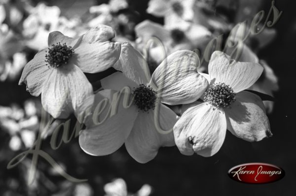 Black and white botanical image of Dogwoods