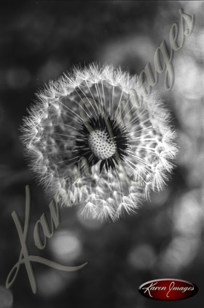 Black and white botanical image of Dandelions